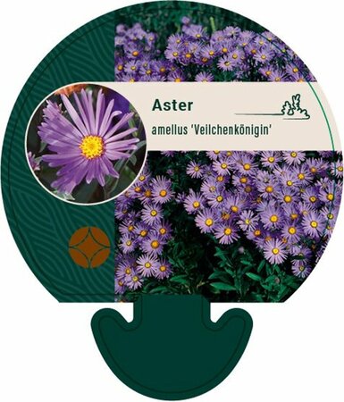 Aster amellus 'Veilchenkönigin' P9 - afbeelding 1