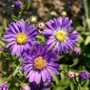 Aster amellus 'Veilchenkönigin' P9 - afbeelding 5