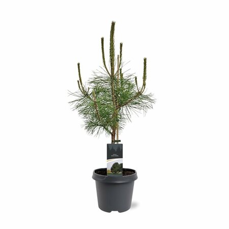 Pinus nigra nigra - afbeelding 2
