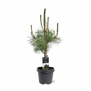 Pinus nigra nigra - afbeelding 2