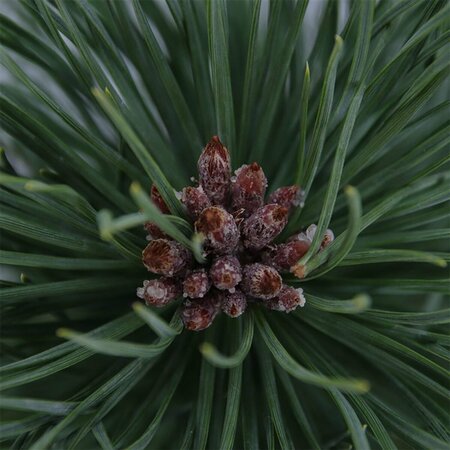 Pinus nigra nigra - afbeelding 6