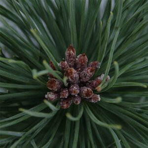 Pinus nigra nigra - afbeelding 6