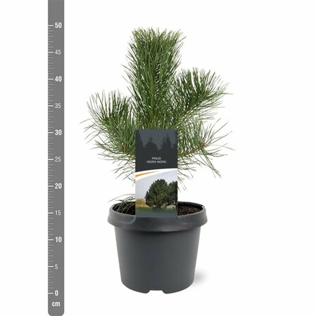 Pinus nigra nigra - afbeelding 7