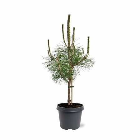 Pinus nigra nigra - afbeelding 3