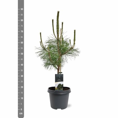 Pinus nigra nigra - afbeelding 5