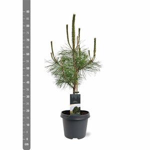 Pinus nigra nigra - afbeelding 5