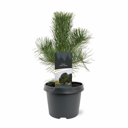Pinus nigra nigra - afbeelding 8