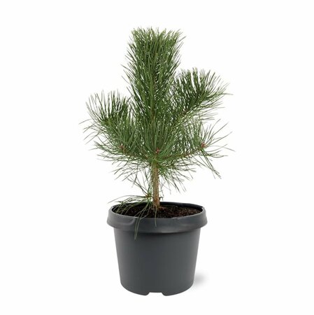 Pinus nigra nigra - afbeelding 9