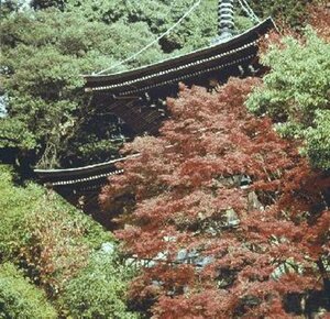 Acer palmatum - afbeelding 3