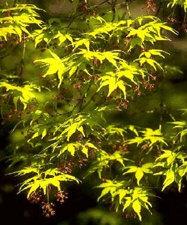 Acer palmatum - afbeelding 4