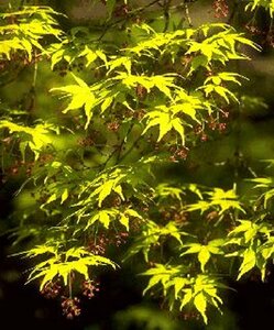 Acer palmatum - afbeelding 4