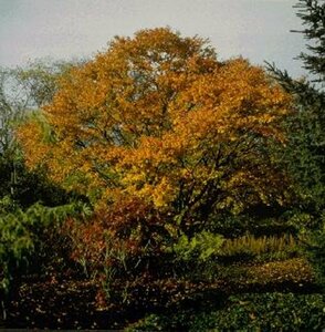 Acer palmatum - afbeelding 2