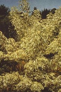 Acer negundo 'Variegatum' - afbeelding 2