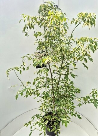 Acer negundo 'Variegatum' - afbeelding 1
