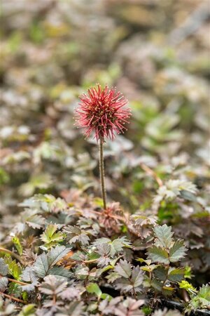 Acaena microphylla 'Kupferteppich' C2 - afbeelding 2