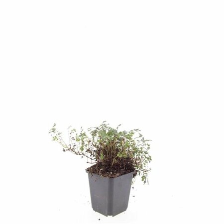 Acaena microphylla 'Kupferteppich' C2 - afbeelding 5