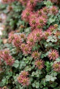 Acaena microphylla 'Kupferteppich' C2 - afbeelding 4