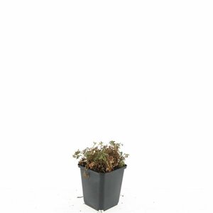 Acaena microphylla 'Kupferteppich' C2 - afbeelding 6