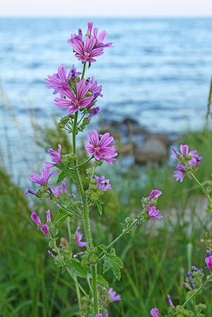 Malva sylvestris P9 - afbeelding 1