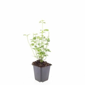 Agastache 'Black Adder' P9 PlanetProof - afbeelding 4