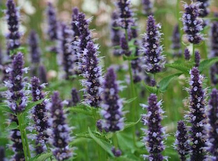Agastache 'Black Adder' P9 PlanetProof - afbeelding 7