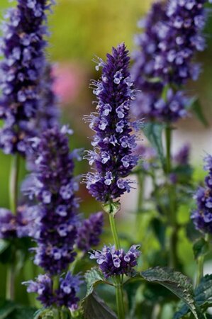 Agastache 'Black Adder' P9 PlanetProof - afbeelding 6