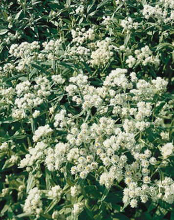 Anaphalis triplinervis P9 PlanetProof - afbeelding 6