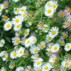 Erigeron karvinskianus P9 PlanetProof - afbeelding 4