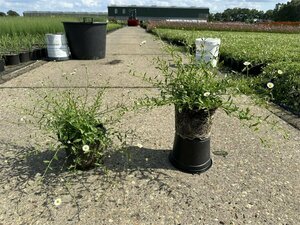 Erigeron karvinskianus P9 PlanetProof