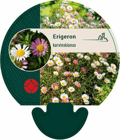 Erigeron karvinskianus P9 PlanetProof - afbeelding 3