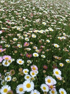 Erigeron karvinskianus P9 PlanetProof - afbeelding 2