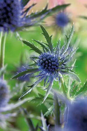 Eryngium planum P9 PlanetProof - afbeelding 2