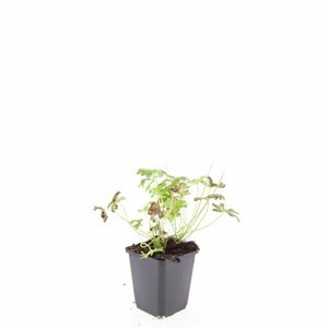 Geranium cantabrigiense 'Cambridge' P9 PlanetProof - afbeelding 4