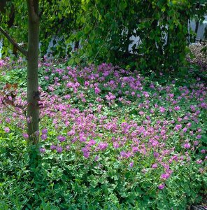 Geranium cantabrigiense 'Cambridge' P9 PlanetProof