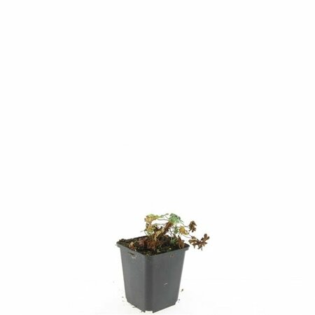 Geranium cantabrigiense 'Cambridge' P9 PlanetProof - afbeelding 2