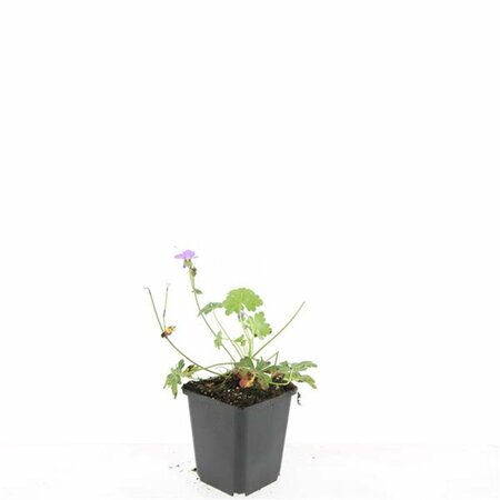 Geranium cantabrigiense 'Cambridge' P9 PlanetProof - afbeelding 11
