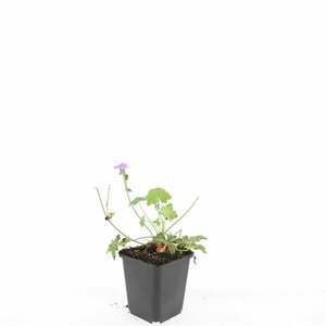 Geranium cantabrigiense 'Cambridge' P9 PlanetProof - afbeelding 11