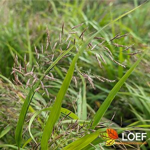 Hakonechloa macra P9 PlanetProof