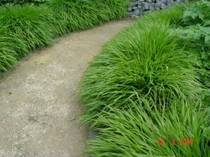 Hakonechloa macra P9 PlanetProof - afbeelding 5