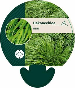 Hakonechloa macra P9 PlanetProof - afbeelding 9
