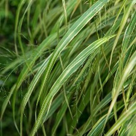 Hakonechloa macra P9 PlanetProof - afbeelding 8