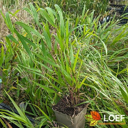 Hakonechloa macra P9 PlanetProof - afbeelding 3