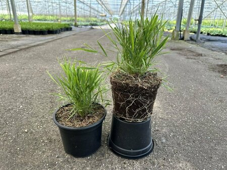 Hakonechloa macra P9 PlanetProof - afbeelding 4