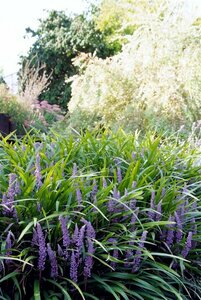 Liriope muscari 'Ingwersen' P9 PlanetProof