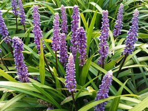 Liriope muscari 'Ingwersen' P9 PlanetProof - afbeelding 3
