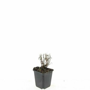 Nepeta faassenii 'Six Hills Giant' P9 PlanetProof - afbeelding 4