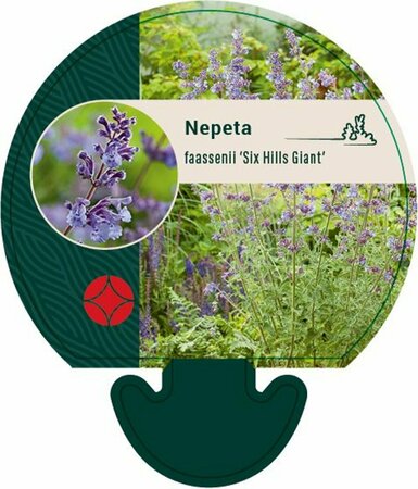 Nepeta faassenii 'Six Hills Giant' P9 PlanetProof - afbeelding 3