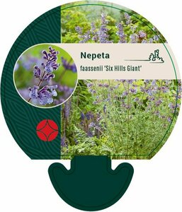 Nepeta faassenii 'Six Hills Giant' P9 PlanetProof - afbeelding 3