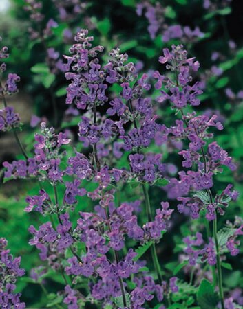 Nepeta faassenii 'Six Hills Giant' P9 PlanetProof - afbeelding 7