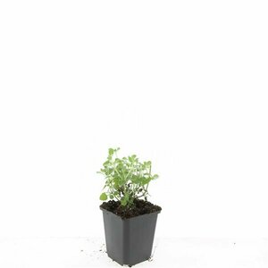 Nepeta faassenii 'Six Hills Giant' P9 PlanetProof - afbeelding 5